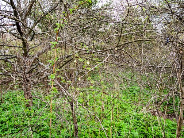 Underbrush Clearing in Fishers