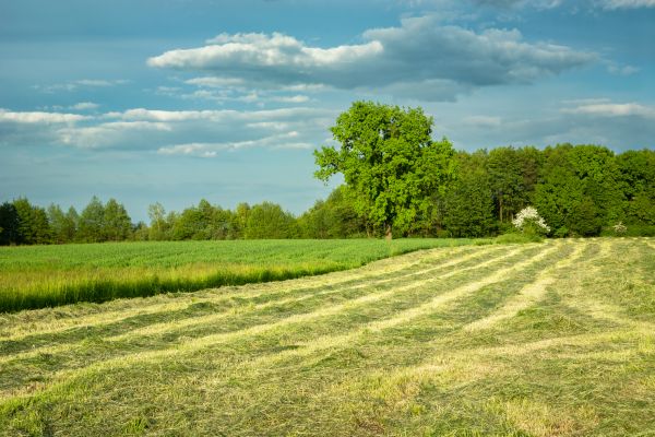 Cost of Vegetation Removal in Fishers