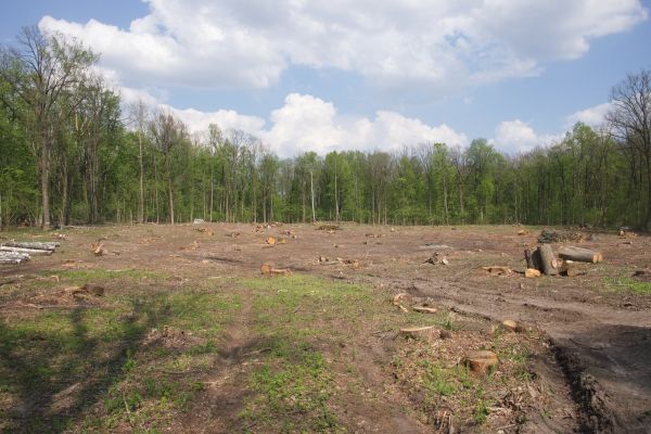 Pasture Clearing in Fishers