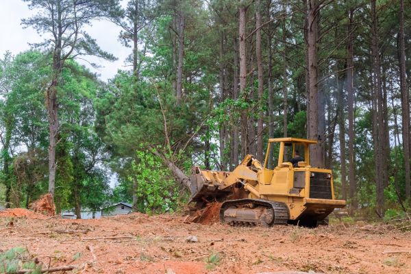 Forest Thinning in Fishers