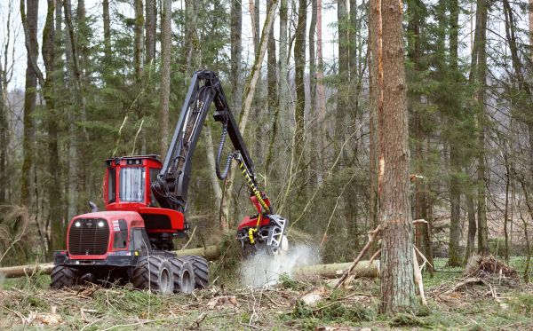 Forest Clearance Service in Fishers