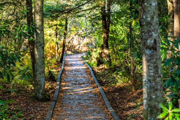 Cost of Trail Clearing in Fishers